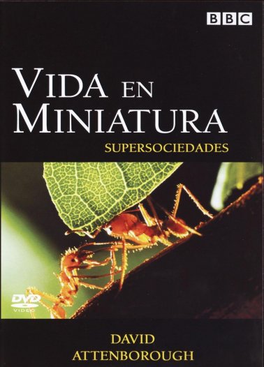 Life in the Undergrowth - 5 - Supersocieties