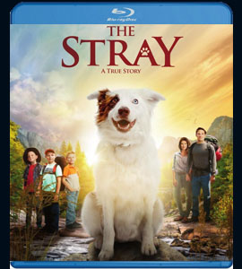 Blu-ray - The Stray